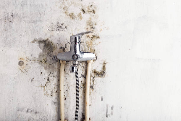 Best Commercial Mold Removal  in Cary, IL
