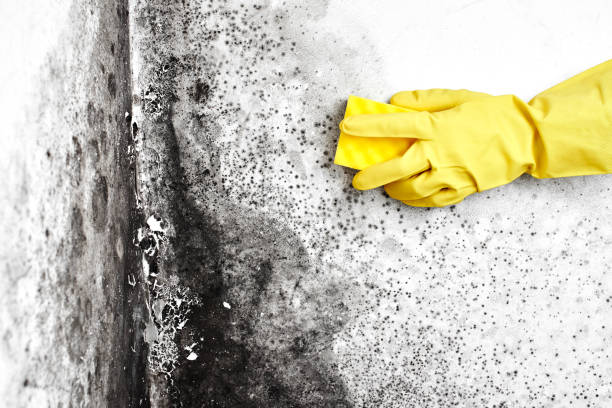 Best Emergency Mold Removal  in Cary, IL