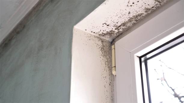 Professional Mold Removal in Cary, IL