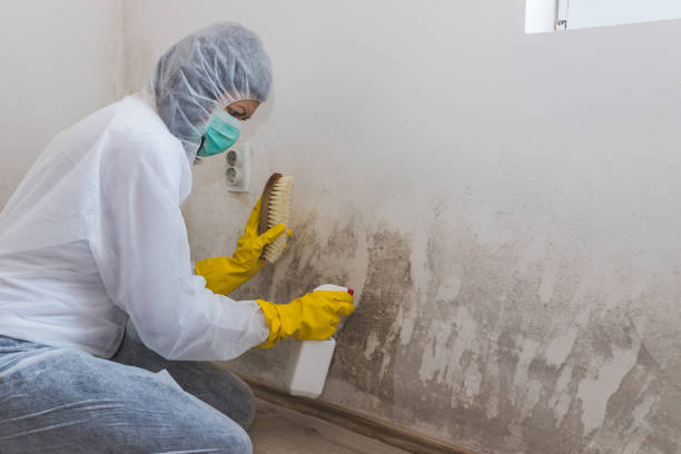 Best Mold Remediation  in Cary, IL