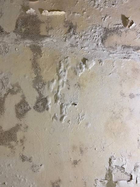 Best Mold Remediation Services  in Cary, IL