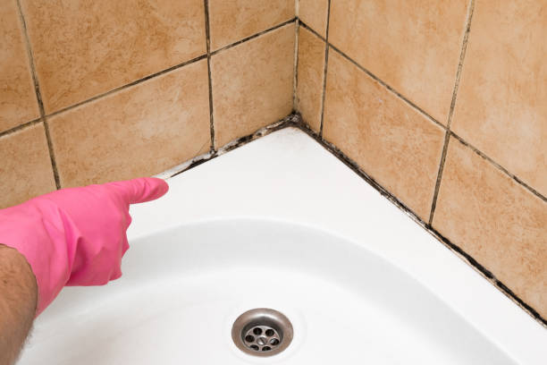 Best Professional Mold Removal  in Cary, IL