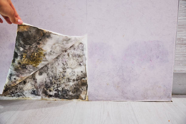 Best Attic Mold Removal  in Cary, IL
